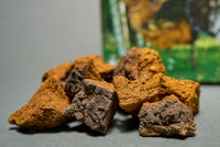 Chaga Mushroom