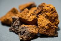 Chaga Mushroom